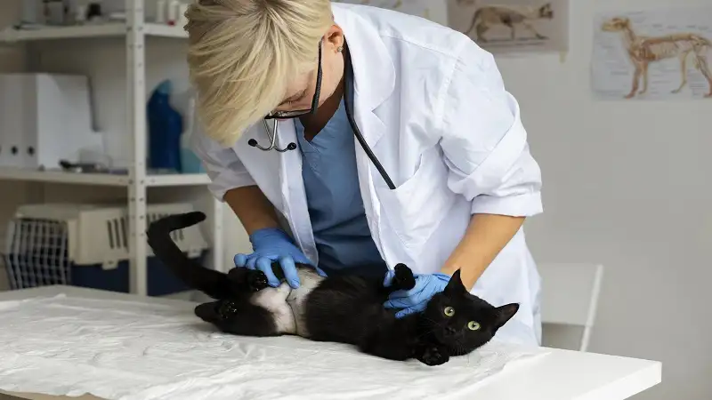 healthcare blackcat uscapootcnbc