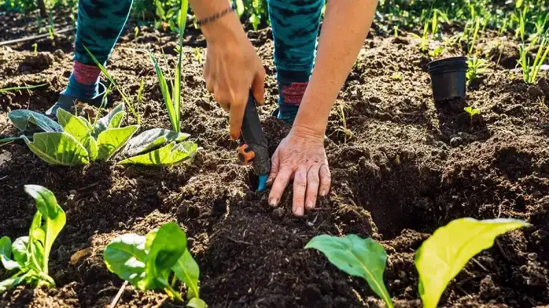 why gardens are important kdagardenation